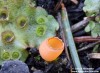 Zvoneček uhelný (Houby), Geopyxis carbonaria (Fungi)